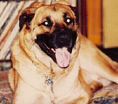 A black dog; Actual size=240 pixels wide